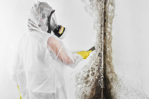 Best Best Mold Removal Companies  in Pearl City, HI