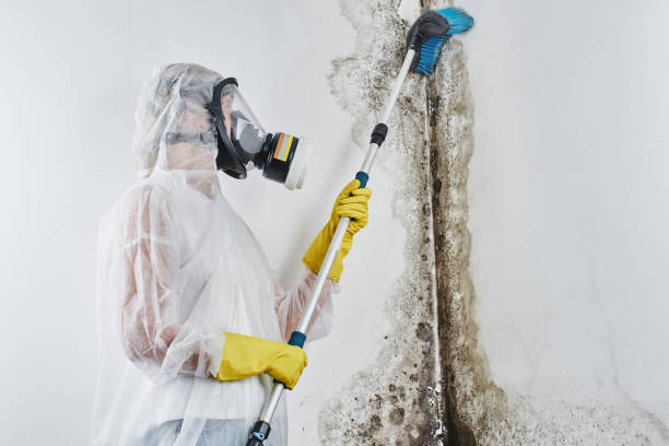 Best Residential Mold Removal  in Pearl City, HI