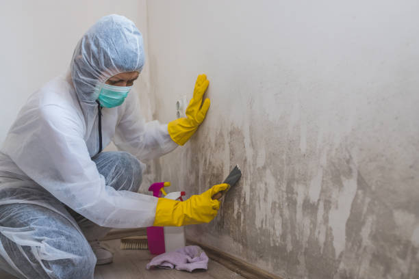 Best Home Mold Removal  in Pearl City, HI