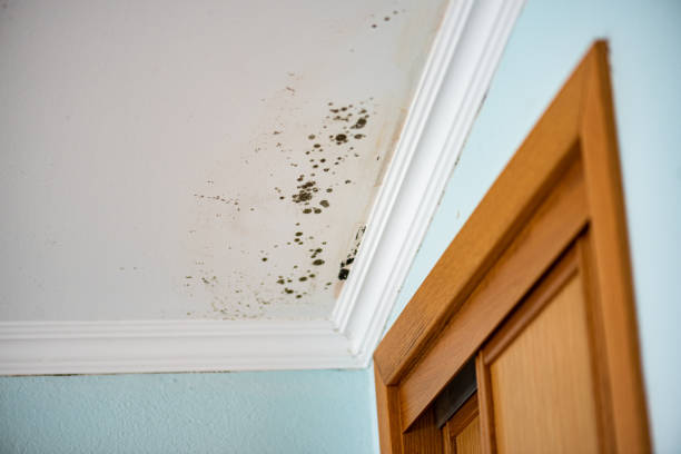 Best Office Mold Removal Services  in Pearl City, HI