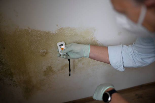 Mold Removal Process in Pearl City, HI