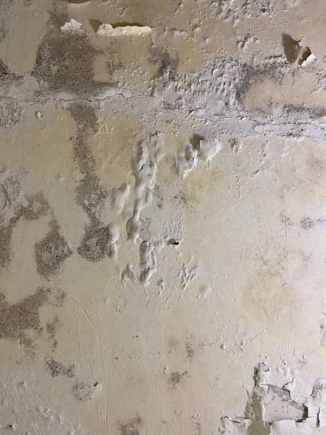 Best Commercial Mold Removal  in Pearl City, HI