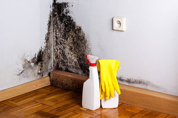 Best Mold Cleaning Services  in Pearl City, HI