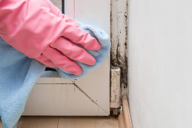 Attic Mold Removal in Pearl City, HI