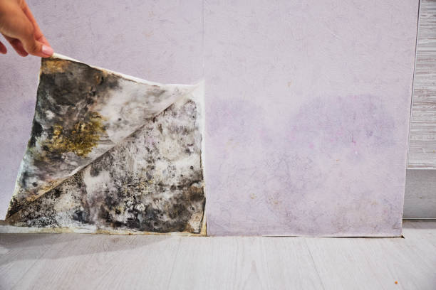 Best Certified Mold Removal  in Pearl City, HI